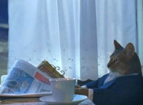 deberia comprar un barco gato i should buy a boat cat