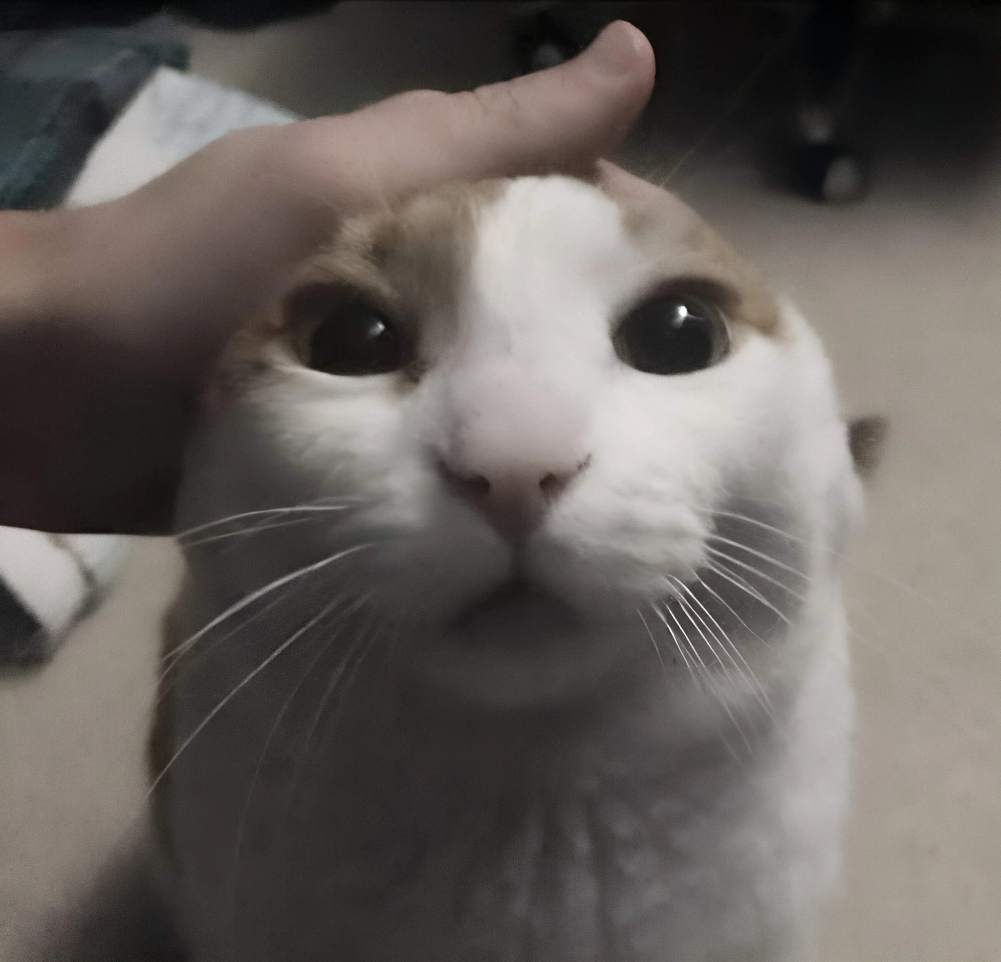 gato acariciado
