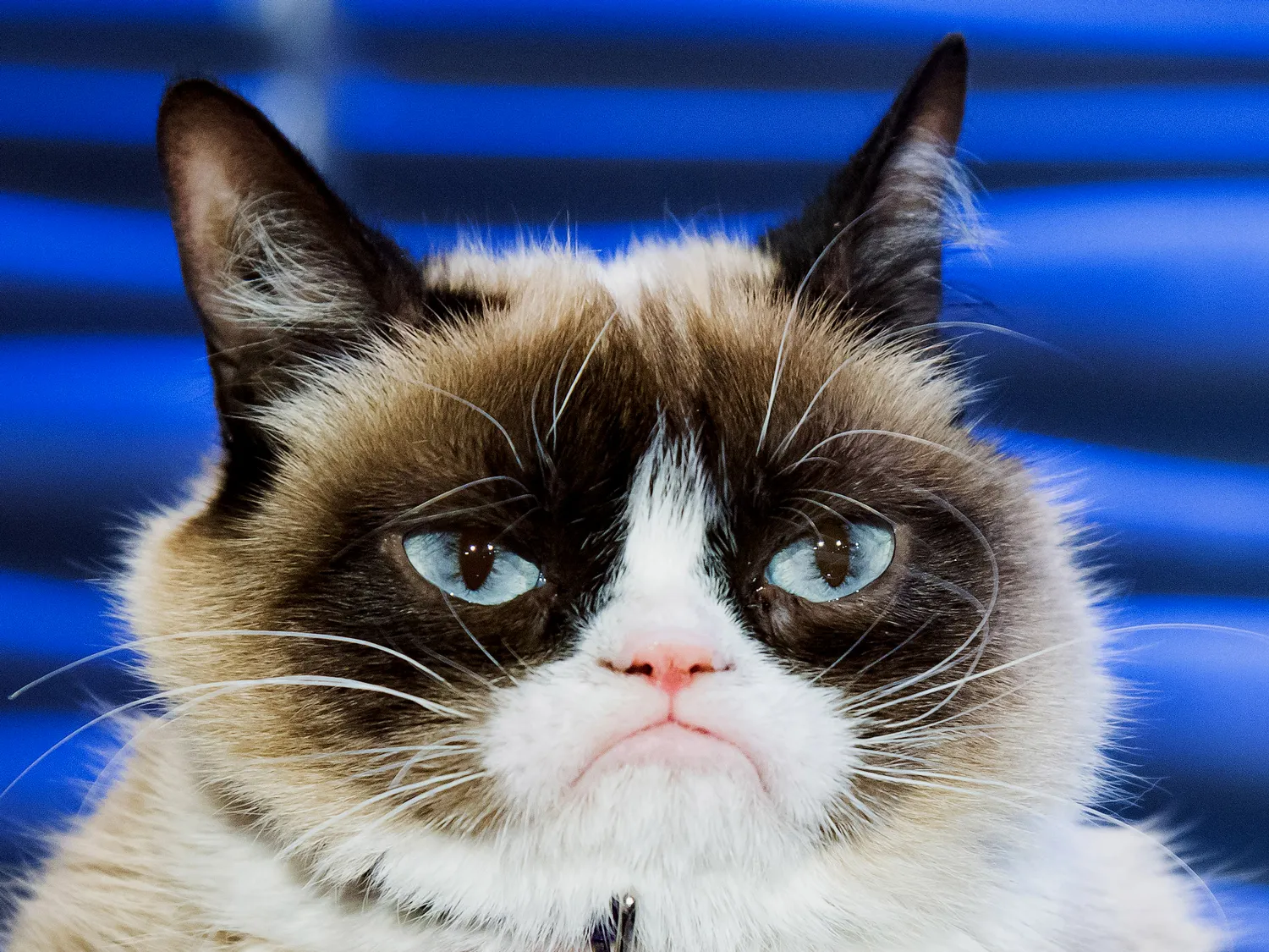 gato enojado
