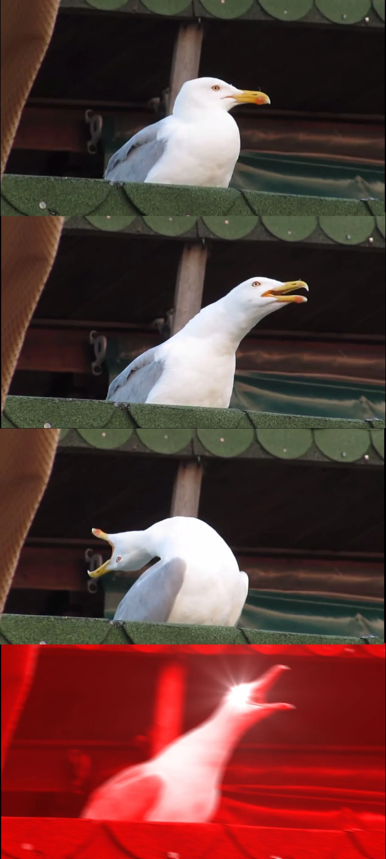 gaviota inhalando inhaling seagull